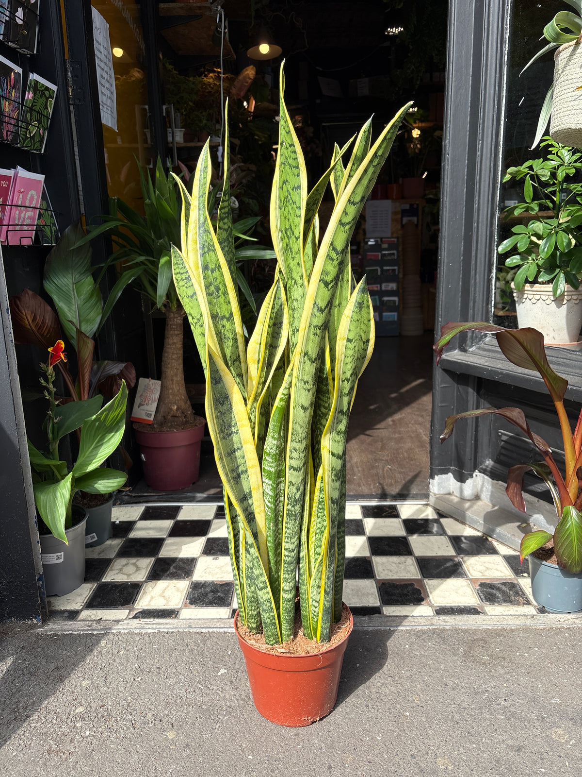 Sansevieria Laurentii | Snake Plant | 19cm pot