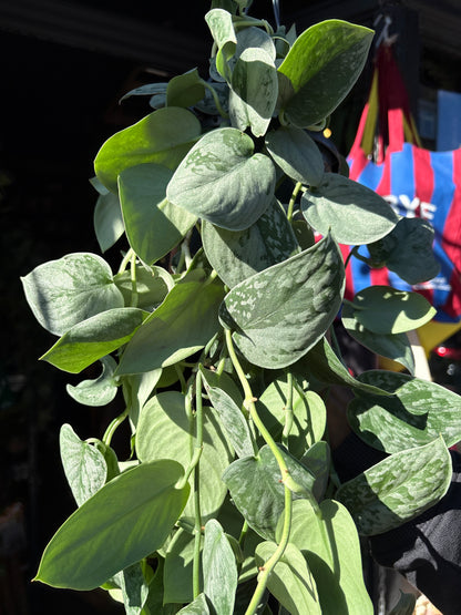 Scindapsus Pictus Silvery Ann | 14cm hanging pot