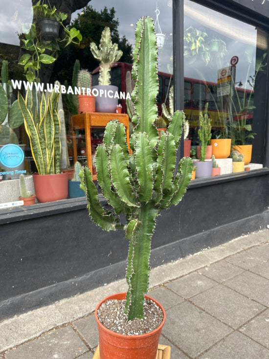 Euphorbia Erytrea | 21cm pot