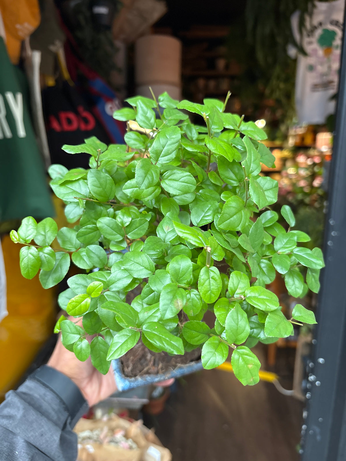 Bonsai Sageretia | 15cm Blue ceramic pot