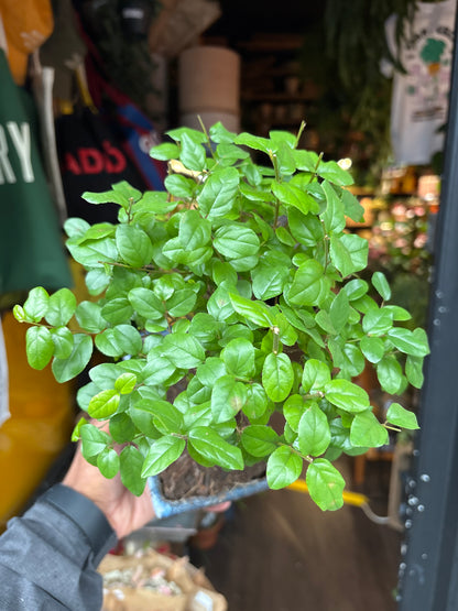 Bonsai Sageretia | 15cm Blue ceramic pot