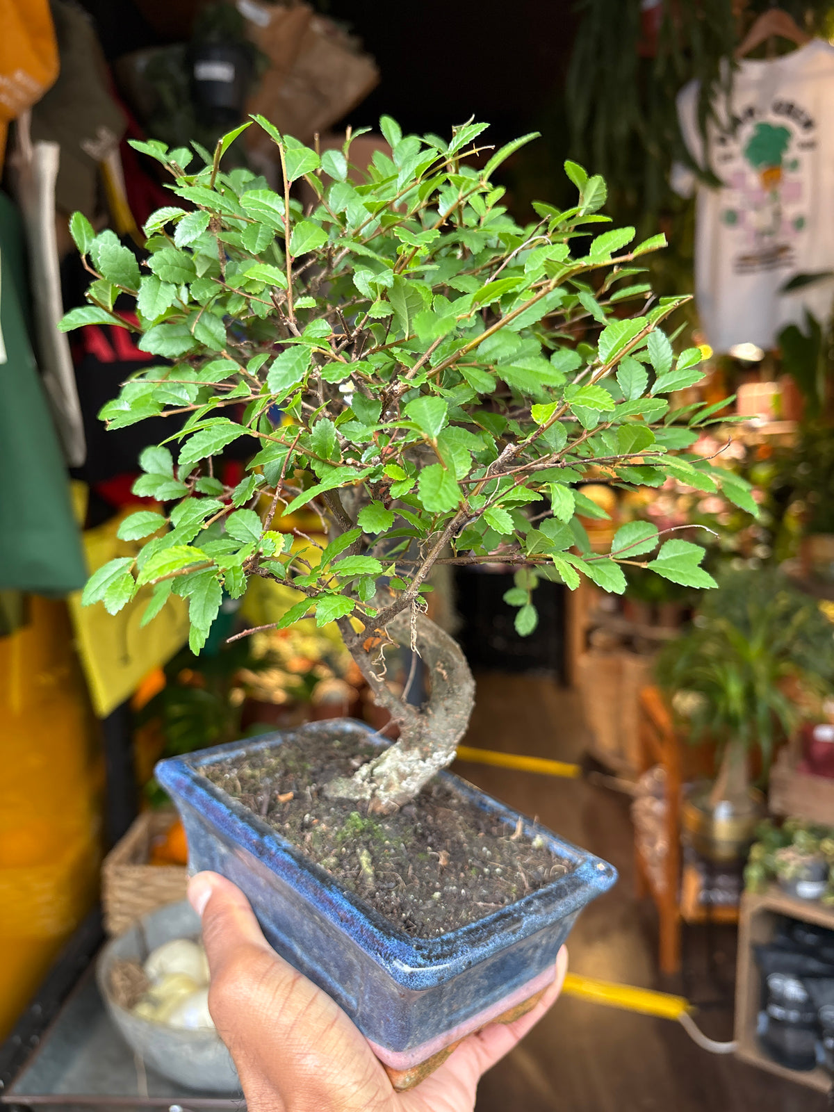 Bonsai Zelkova | 15cm blue ceramic pot