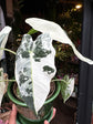 Alocasia Frydek Variagata | 11cm pot