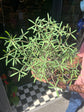 Euphorbia Balsamifera | 20cm pot