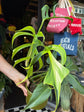 Monstera Burle Marx Flame | 15cm pot