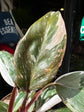 Philodendron Red Anderson | 11cm pot