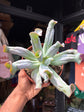 Echeveria Culebra | 12cm pot
