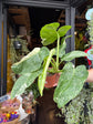 Philodendron Jose Buono Variegated | 15cm pot