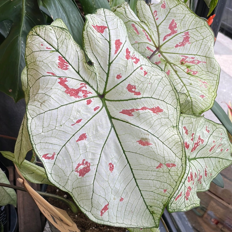 A Caladium Strawberry Star plant also known as a Caladium Bicolor in front of Urban Tropicana&