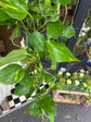 Epipremnum Aureum | Devils Ivy | 17cm Hanging pot