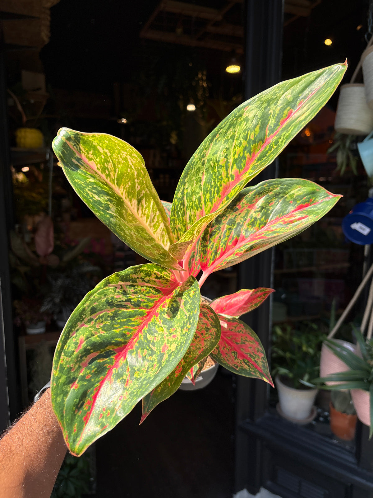 Aglaonema Paradise Red | 12cm pot