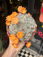 Rebutia ‘Orange Ice’ | 15cm pot