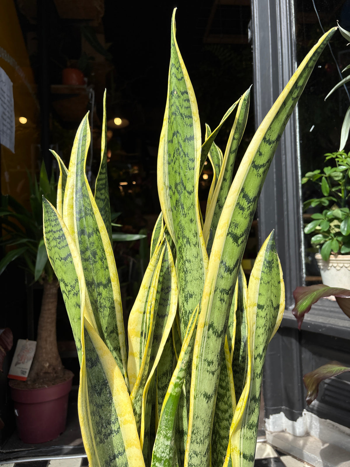 Sansevieria Laurentii | Snake Plant | 19cm pot