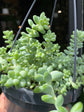 A Sedum Burrito plant also known as a Horse’s Tail in front of Urban Tropicana&