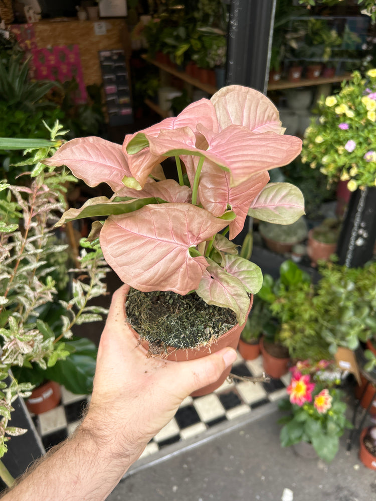 A Syngonium Red Heart plant also known as a Syngonium Neon Robusta in front of Urban Tropicana&