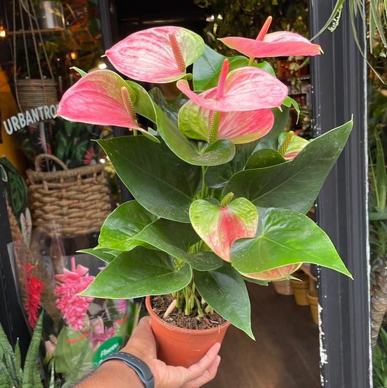 A Anthurium ‘Sweet dream’ plant also know as Pink Flamingo Flower in the Plant Shop in Chiswick London