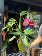 Monstera Burle Marx Flame | 15cm pot