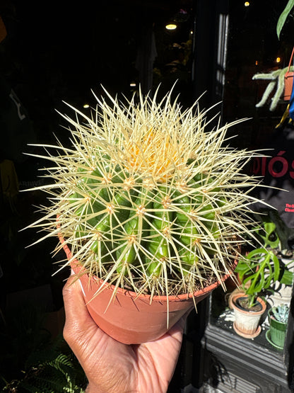 Echinocactus Grusonii | 12cm pot