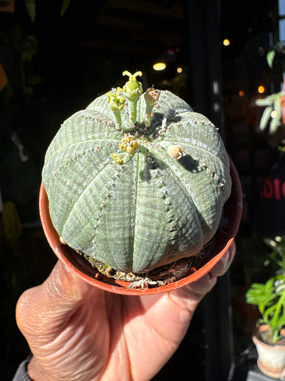 Euphorbia Obesa | 5.5cm pot