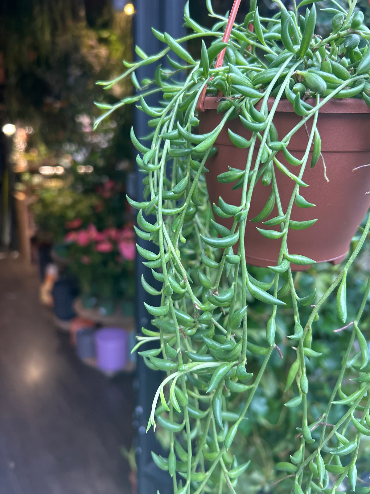Senecio Radicans | String of Bananas | 12cm Hanging pot