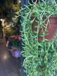Senecio Radicans | String of Bananas | 12cm Hanging pot