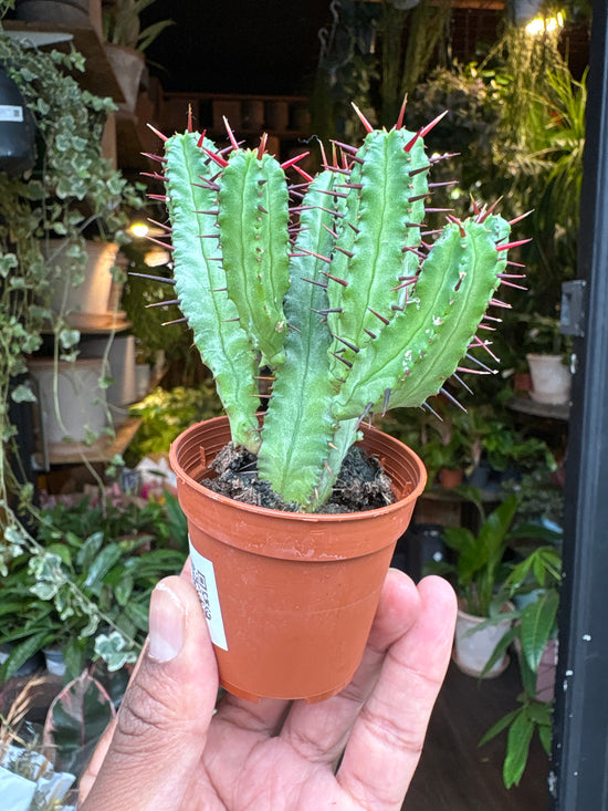 Euphorbia Enopla | 5.5cm pot
