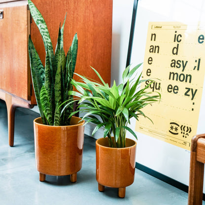 Pisa Premium Glaze Ceramic Indoor Plant Pot | Mustard | 16cm