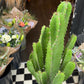 A Euphorbia plant also in front of Urban Tropicana&