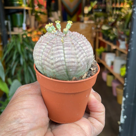 A Euphorbia Obesa plant also known as a Baseball plant in front of Urban Tropicana&