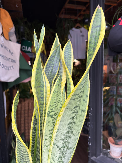 Sansevieria Laurentii | Snake Plant | 14cm pot