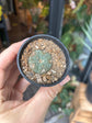 Lophohora williamsii | 6cm pot