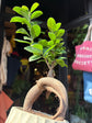 Ficus Microcarpa ‘Ginseng’ | 12cm ceramic decorative pot