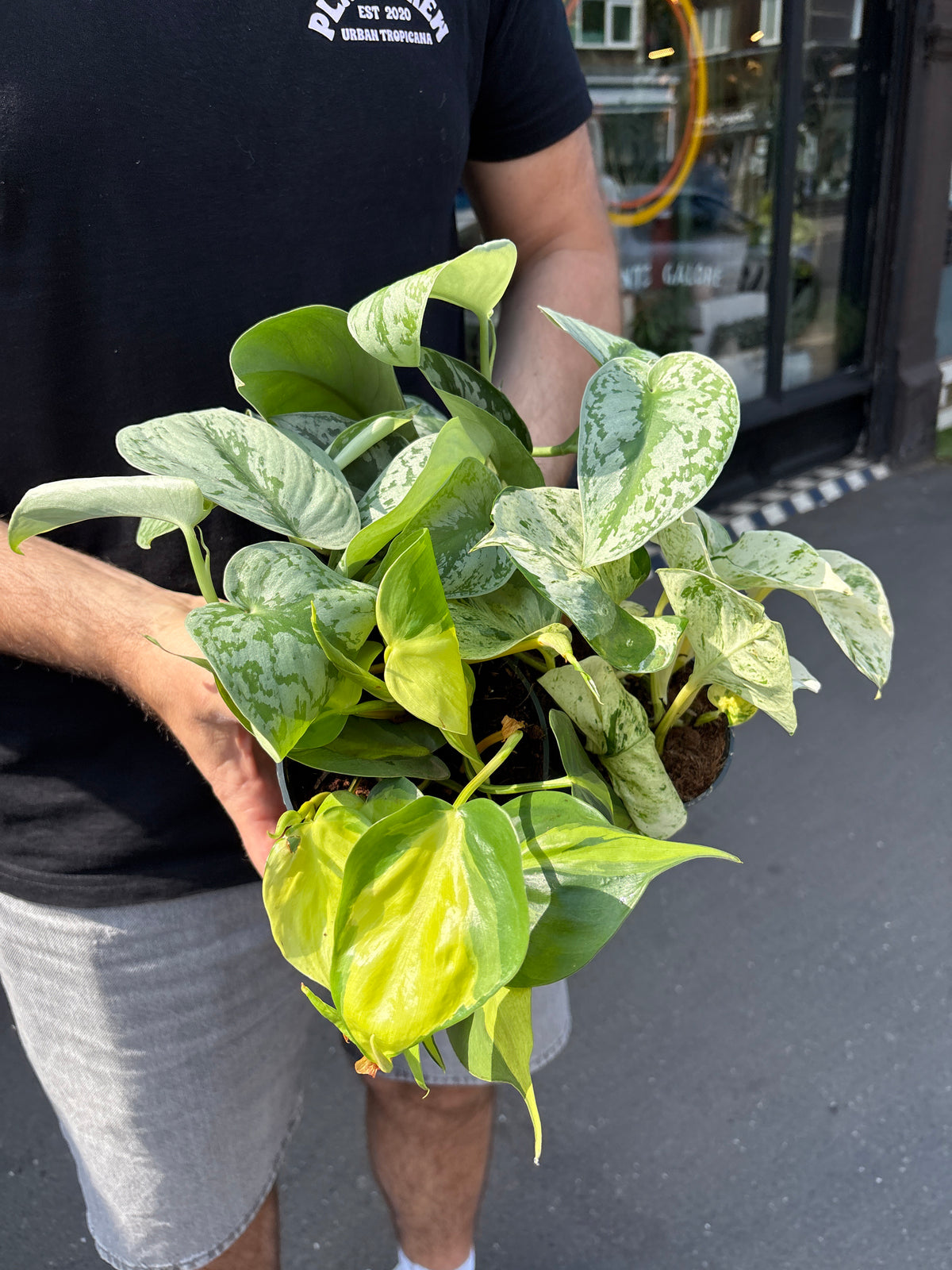 Trailing Bundle | 3 easy-care plants