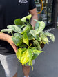 Trailing Bundle | 3 easy-care plants