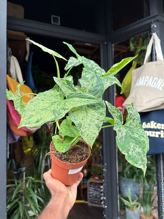 Syngonium podophyllum ‘Mottled’ | 12cm pot