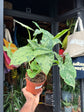 Syngonium podophyllum ‘Mottled’ | 12cm pot