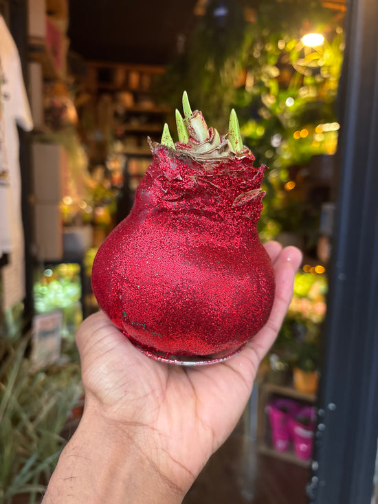 Amaryllis Wax Glitter | Red