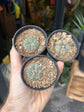Lophohora williamsii | 6cm pot
