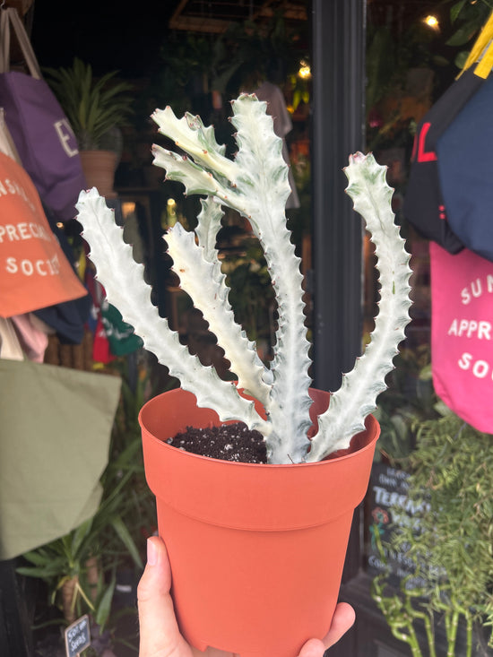 Euphorbia Lactea White Ghost