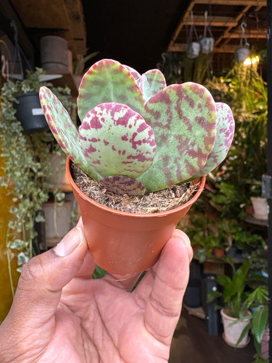 Kalanchoe Marmorata | Leopard | 5.5cm pot