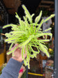 Drosera | 8.5cm pot