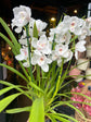 Cymbidium White | 14cm pot