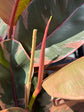Ficus elastica ‘Belize’ | 24cm pot
