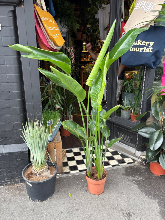 Strelitzia Nicolai | Bird of Paradise | 21cm pot