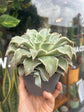 Echeveria Madiba | 13cm pot