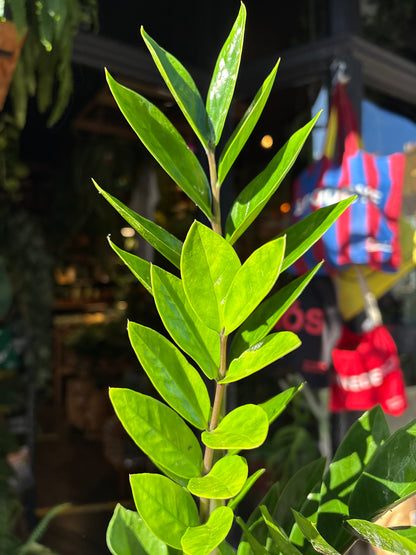 Zamioculcas Zamiifolia | ZZ | 12cm pot