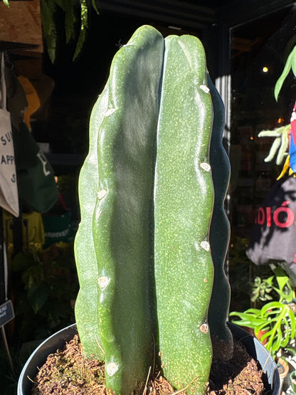 Cereus jamacaru | 12cm pot