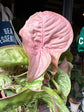 Syngonium Red Heart | 14cm pot