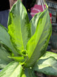 Aglaonema Cleopatra  | 17cm pot
