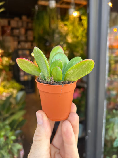 Crassula Sunset | 5.5cm pot